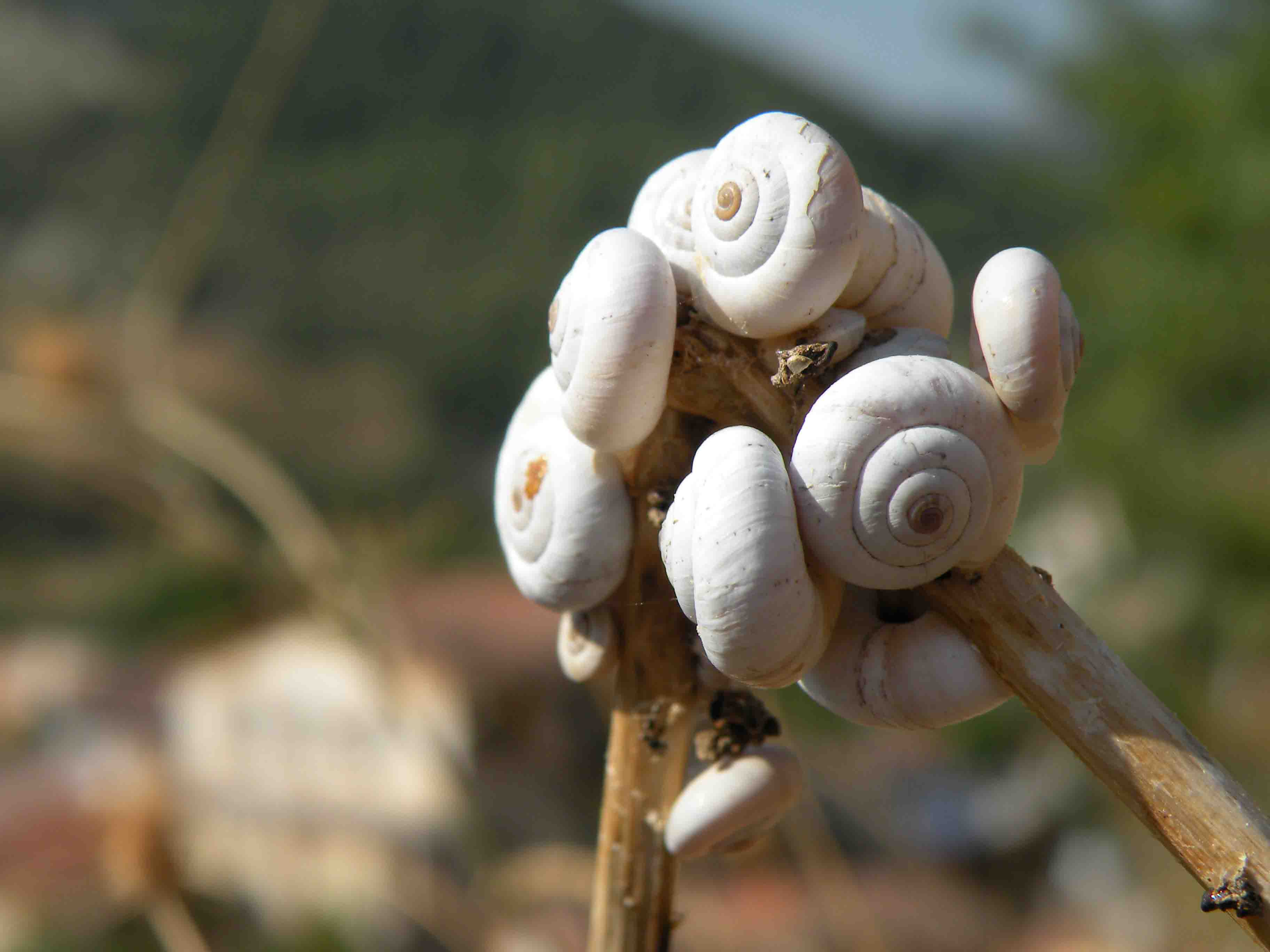 Chiocciola in Provenza